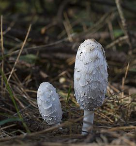 Coprinus comatus (Psathyrellaceae)  - Coprin chevelu - Shaggy Inkcap Pas-de-Calais [France] 14/10/2007 - 10m