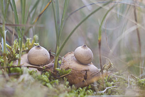 Geastrum triplex (Geastraceae)  - Géastre a trois enveloppes - Collared Earthstar Pas-de-Calais [France] 20/10/2007 - 10m