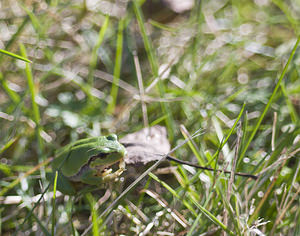 Hyla arborea (Hylidae)  - Rainette verte - Common Tree Frog Pas-de-Calais [France] 20/10/2007 - 10m