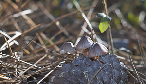 Mycena seynii (Mycenaceae)  Pas-de-Calais [France] 20/10/2007 - 20m