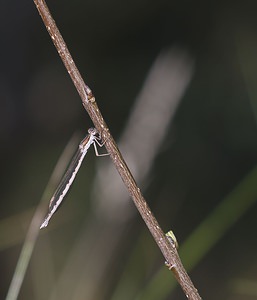 Sympecma fusca (Lestidae)  - Leste brun - Brown Emerald Damselfly Pas-de-Calais [France] 14/10/2007 - 30m