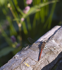 Sympetrum striolatum (Libellulidae)  - Sympétrum fascié - Common Darter Pas-de-Calais [France] 06/10/2007 - 20m