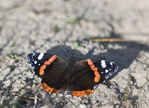 Vanessa atalanta (Nymphalidae)  - Vulcain, Amiral, Vanesse Vulcain, Chiffre, Atalante - Red Admiral Pas-de-Calais [France] 14/10/2007 - 30m