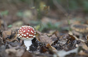 Amanita muscaria (Amanitaceae)  - Amanite tue-mouches, Fausse oronge - Fly Agaric Pas-de-Calais [France] 03/11/2007 - 40m