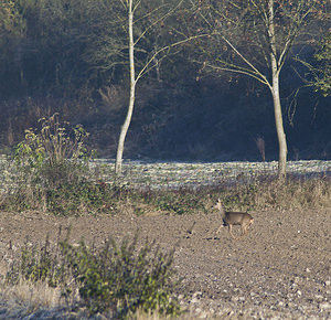 Capreolus capreolus (Cervidae)  - Chevreuil européen, Chevreuil, Brocard (mâle), Chevrette (femelle) - Roe Deer Pas-de-Calais [France] 17/11/2007 - 80m