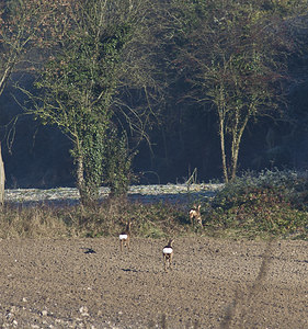 Capreolus capreolus (Cervidae)  - Chevreuil européen, Chevreuil, Brocard (mâle), Chevrette (femelle) - Roe Deer Pas-de-Calais [France] 17/11/2007 - 80m