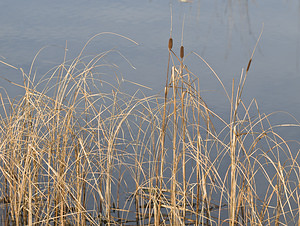 Typha laxmannii (Typhaceae)  - Massette de Laxmann Pas-de-Calais [France] 24/11/2007 - 40m