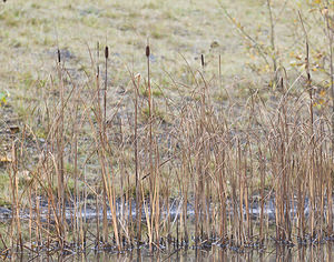 Typha laxmannii Massette de Laxmann