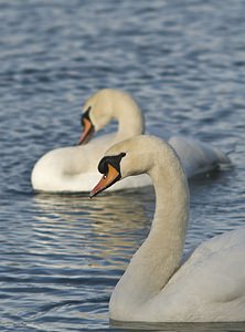 Cygnus olor Cygne tuberculé Mute Swan