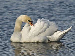 Cygnus olor (Anatidae)  - Cygne tuberculé - Mute Swan Pas-de-Calais [France] 26/01/2008 - 20m