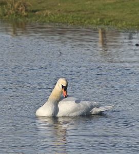 Cygnus olor (Anatidae)  - Cygne tuberculé - Mute Swan Pas-de-Calais [France] 26/01/2008 - 20m