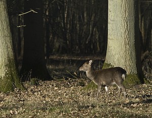 Cervus nippon (Cervidae)  - Cerf sika - Sika Deer Pas-de-Calais [France] 17/02/2008 - 100mIci en captivit? (ou semi-libert?, question de dictionnaire), le cerf Sika est originaire d'extr?me orient (Chine, Japon, Sib?rie...). Il en existe des populations retourn?es ? l'?tat sauvage un peu partout en europe et ailleurs.