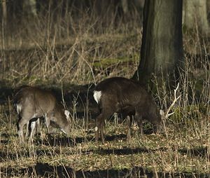 Cervus nippon (Cervidae)  - Cerf sika - Sika Deer Pas-de-Calais [France] 17/02/2008 - 100mIci en captivit? (ou semi-libert?, question de dictionnaire), le cerf Sika est originaire d'extr?me orient (Chine, Japon, Sib?rie...). Il en existe des populations retourn?es ? l'?tat sauvage un peu partout en europe et ailleurs.