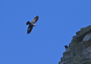 Corvus monedula (Corvidae)  - Choucas des tours - Eurasian Jackdaw Pas-de-Calais [France] 17/02/2008 - 70m