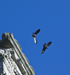 Corvus monedula (Corvidae)  - Choucas des tours - Eurasian Jackdaw Pas-de-Calais [France] 17/02/2008 - 80m