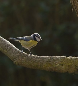 Cyanistes caeruleus (Paridae)  - Mésange bleue Nord [France] 03/02/2008 - 40m