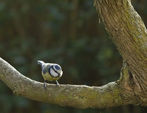 Cyanistes caeruleus (Paridae)  - Mésange bleue Nord [France] 03/02/2008 - 40m