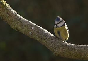 Cyanistes caeruleus (Paridae)  - Mésange bleue Nord [France] 03/02/2008 - 40m