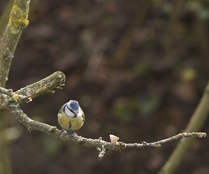 Cyanistes caeruleus (Paridae)  - Mésange bleue Nord [France] 03/02/2008 - 40m