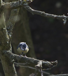 Cyanistes caeruleus (Paridae)  - Mésange bleue Nord [France] 03/02/2008 - 40m