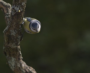 Cyanistes caeruleus Mésange bleue