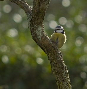 Cyanistes caeruleus (Paridae)  - Mésange bleue Nord [France] 03/02/2008 - 40m