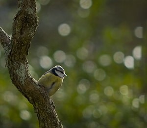 Cyanistes caeruleus (Paridae)  - Mésange bleue Nord [France] 03/02/2008 - 40m