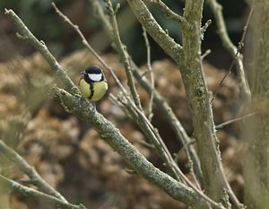 Parus major (Paridae)  - Mésange charbonnière - Great Tit Nord [France] 03/02/2008 - 40m