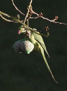 Psittacula krameri (Psittaculidae)  - Perruche à collier - Rose-ringed Parakeet Nord [France] 16/02/2008 - 40mLa Perruche ? Collier est originaire d'Inde, du Sri Lanka et du Pakistan. Elle se trouve toutefois (suite ? des lachers ?) acclimat?e dans une partie des Pays-Bas, de la Belgique et du nord de la France,