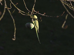 Psittacula krameri (Psittaculidae)  - Perruche à collier - Rose-ringed Parakeet Nord [France] 16/02/2008 - 40mLa Perruche ? Collier est originaire d'Inde, du Sri Lanka et du Pakistan. Elle se trouve toutefois (suite ? des lachers ?) acclimat?e dans une partie des Pays-Bas, de la Belgique et du nord de la France,