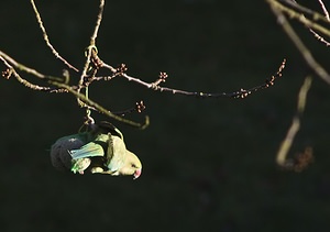 Psittacula krameri (Psittaculidae)  - Perruche à collier - Rose-ringed Parakeet Nord [France] 16/02/2008 - 40mLa Perruche ? Collier est originaire d'Inde, du Sri Lanka et du Pakistan. Elle se trouve toutefois (suite ? des lachers ?) acclimat?e dans une partie des Pays-Bas, de la Belgique et du nord de la France,