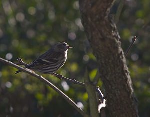 Spinus spinus (Fringillidae)  - Tarin des aulnes Nord [France] 09/02/2008 - 40m