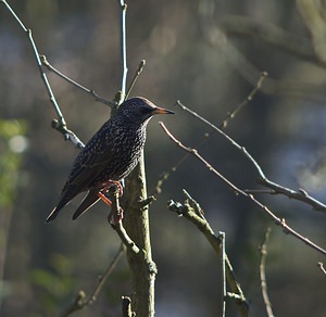 Sturnus vulgaris (Sturnidae)  - Étourneau sansonnet - Common Starling Nord [France] 09/02/2008 - 40m