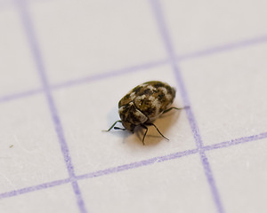 Anthrenus verbasci (Dermestidae)  - Anthrène des tapis, Anthrène du bouillon blanc - Varied Carpet Beetle Nord [France] 24/03/2008 - 40mles larves de ce petit insecte se nourrissent de mati?res organiques animales (fourrures, corne, cuir etc..) et sont une catastrophe pour les collections des mus?es. On les trouve souvent dans les habitations.