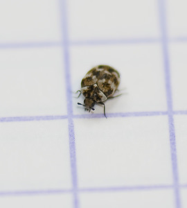 Anthrenus verbasci (Dermestidae)  - Anthrène des tapis, Anthrène du bouillon blanc - Varied Carpet Beetle Nord [France] 24/03/2008 - 40mles larves de ce petit insecte se nourrissent de mati?res organiques animales (fourrures, corne, cuir etc..) et sont une catastrophe pour les collections des mus?es. On les trouve souvent dans les habitations.