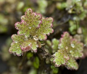 Azolla filiculoides (Salviniaceae)  - Azolle fausse fougère, Azolla fausse fougère, Fougère d'eau, Azolle fausse filicule - Water Fern, Fairy moss Pas-de-Calais [France] 15/03/2008 - 30mune ?trange foug?re originaire d'am?rique du sud, qui pousse ? la surface des eaux calmes, comme les lentilles d'eau. Elle rougit en hiver. Consid?r?e comme invasive, elle peut recouvrir tr?s rapidement et compl?tement la surface des plans d'eau qu'elle occupe, bloquant la lumi?re du soleil au d?triment des autres plantes aquatiques.