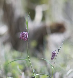 Fritillaria meleagris (Liliaceae)  - Fritillaire pintade, Fritillaire à damiers - Fritillary Somme [France] 29/03/2008 - 10m