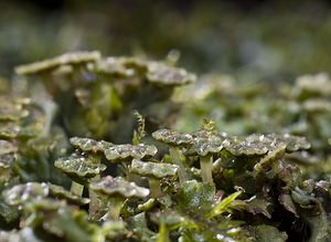 Marchantia polymorpha (Marchantiaceae)  - Common Liverwort Nord [France] 22/03/2008 - 30mplante dioique, ici les inflorescences m?les.