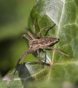 Pisaura mirabilis (Pisauridae)  - Pisaure admirable - Nursery Web Spider Nord [France] 15/03/2008 - 40m