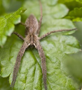 Pisaura mirabilis (Pisauridae)  - Pisaure admirable - Nursery Web Spider Nord [France] 16/03/2008 - 40m