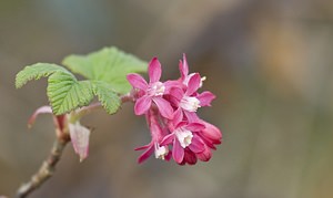 Ribes sanguineum Groseillier sanguin Flowering Currant