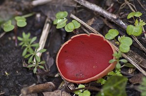 Sarcoscypha coccinea (Sarcoscyphaceae)  - Pézize écarlate - Scarlet Elfcup Pas-de-Calais [France] 15/03/2008 - 30m