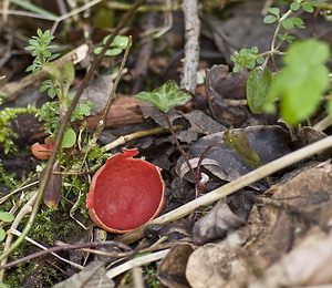 Sarcoscypha coccinea (Sarcoscyphaceae)  - Pézize écarlate - Scarlet Elfcup Pas-de-Calais [France] 15/03/2008 - 30m