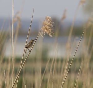 Acrocephalus schoenobaenus (Acrocephalidae)  - Phragmite des joncs - Sedge Warbler Pas-de-Calais [France] 26/04/2008