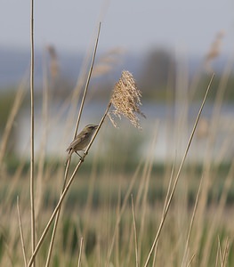 Acrocephalus schoenobaenus (Acrocephalidae)  - Phragmite des joncs - Sedge Warbler Pas-de-Calais [France] 26/04/2008