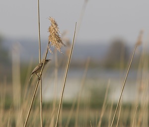 Acrocephalus schoenobaenus (Acrocephalidae)  - Phragmite des joncs - Sedge Warbler Pas-de-Calais [France] 26/04/2008