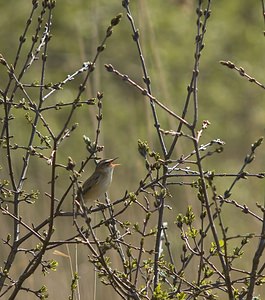 Acrocephalus schoenobaenus (Acrocephalidae)  - Phragmite des joncs - Sedge Warbler Pas-de-Calais [France] 26/04/2008