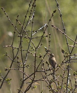 Acrocephalus schoenobaenus (Acrocephalidae)  - Phragmite des joncs - Sedge Warbler Pas-de-Calais [France] 26/04/2008