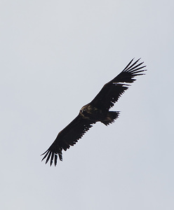 Aegypius monachus (Accipitridae)  - Vautour moine Drome [France] 18/04/2008 - 660m