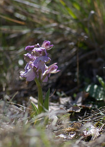 Anacamptis morio (Orchidaceae)  - Anacamptide bouffon, Orchis bouffon Alpes-Maritimes [France] 15/04/2008 - 720m